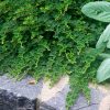 Rubus calycinoides - Image 2