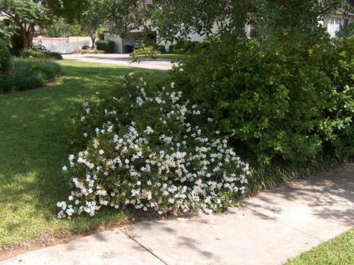 Gardenia jasminoides 'Radicans Variegata' - Image 3