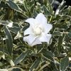 Gardenia jasminoides 'Radicans Variegata' - Image 2