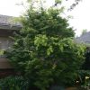 Acer palmatum 'Sango kaku' - Image 3