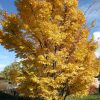 Acer palmatum 'Sango kaku'