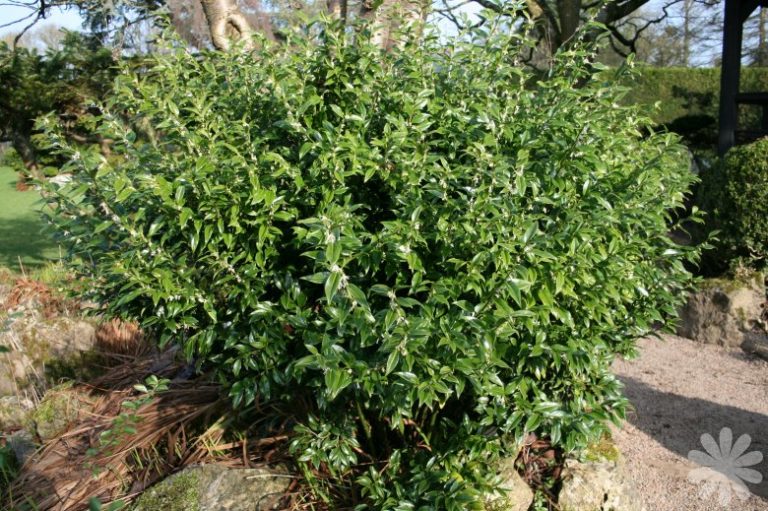 Sarcococca ruscifolia | Kiefer Nursery: Trees, Shrubs, Perennials