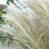 Miscanthus sinensis 'Sarabande' - Image 2