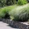 Miscanthus sinensis 'Sarabande'