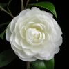 Camellia japonica 'Satsuma' - Image 2