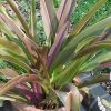 Eucomis comosa 'Sparkling Burgundy'