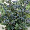Vaccinium corymbosum 'Sunshine Blue'