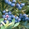 Vaccinium corymbosum 'Sunshine Blue' - Image 3