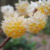 Edgeworthia chrysantha 'Snow Cream'