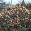 Edgeworthia chrysantha 'Snow Cream' - Image 2