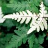 Cheilanthes argentea