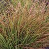Schizachyrium scoparium 'Blaze' - Image 2