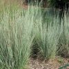 Schizachyrium scoparium 'Prairie Blues' - Image 3
