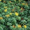 Sedum kamtschaticum cv.  'Weihenstephaner Gold'