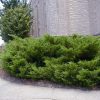 Juniperus x pfitzeriana 'Sea Green' - Image 2