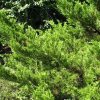 Juniperus x pfitzeriana 'Sea Green' - Image 3