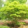 Acer palmatum var. dissectum 'Seiryu'