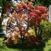 Acer palmatum 'Shindeshojo'