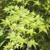 Acer palmatum 'Shindeshojo' - Image 3