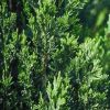 Juniperus chinensis, 'Spartan' - Image 3