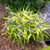Tradescantia x andersoniana 'Sweet Kate'