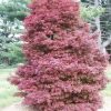 Acer palmatum 'Skeeter's Broom'