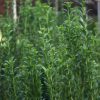 Ilex crenata 'Sky Pencil' - Image 3