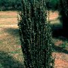 Ilex crenata 'Sky Pencil' - Image 2