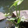 Sagittaria latifolia - Image 3