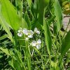 Sagittaria latifolia - Image 2