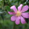 Camellia sasanqua 'Slim 'n Trim' - Image 2