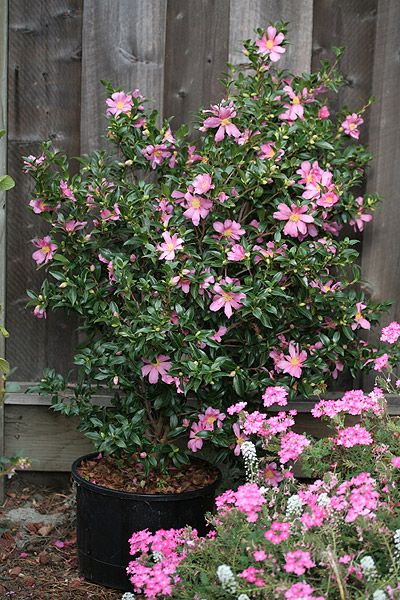 Camellia sasanqua 'Slim 'n Trim'  Kiefer Nursery: Trees, Shrubs