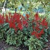 Astilbe x arendsii 'Spartan' - Image 2