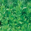 Mentha spicata - Image 2