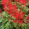 Astilbe x arendsii 'Spinell'