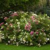 Spiraea japonica 'Shirobana'