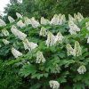 Hydrangea quercifolia 'Flemygea' Snow Queen