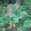 Hydrangea quercifolia 'Flemygea' Snow Queen - Image 3
