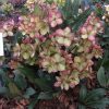 Helleborus x ericsmithii 'Shooting Star' - Image 3