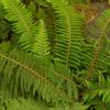 Polystichum setiferum divisilobum - Image 2