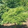 Taxodium distichum 'Secrest' - Image 2