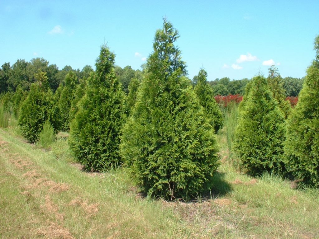 Thuja X ‘steeplechase’ 