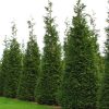 Thuja x 'Steeplechase' - Image 3
