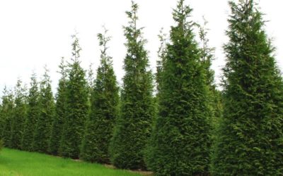 Thuja X ‘steeplechase’ 