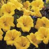 Hemerocallis 'Stella De Oro' - Image 3