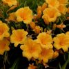 Hemerocallis 'Stella De Oro' - Image 2
