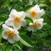 Stewartia koreana - Image 2