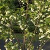 Styrax japonicus 'Emerald Pagoda' - Image 2