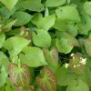 Epimedium  versicolor 'Sulphureum' - Image 3