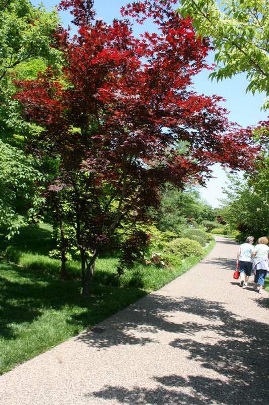 Acer Palmatum Suminagashi Kiefer Nursery Trees Shrubs